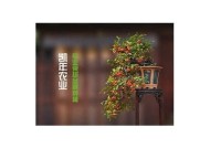 糖心草直播间在线观看：精彩内容不断，千万不要错过！