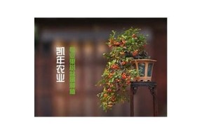 糖心草直播间在线观看：精彩内容不断，千万不要错过！