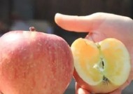 国产糖心苹果的口感评测：究竟好吃还是不好吃？