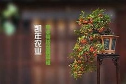 糖心破解版官方下载：免费观看精彩内容