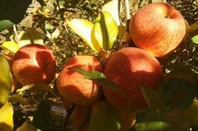 国产糖心苹果促销策略解析：提升销量的有效方法