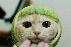 糖心柚子猫在线免费观看，精彩剧情与可爱角色尽在其中！