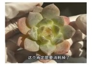 在线观看快乐糖心全集视频，畅享甜蜜快乐时光！