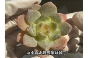 在线观看快乐糖心全集视频，畅享甜蜜快乐时光！