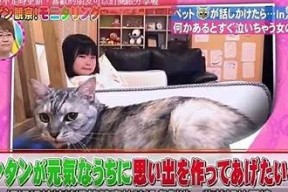 糖心小猫全集在线观看，萌趣故事等你分享！