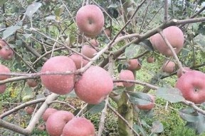 国产糖心苹果品牌揭秘：优质果品深受消费者喜爱