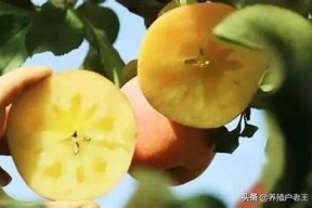 糖心iOS在线：探索健康生活的新选择，轻松获取糖心福利！