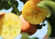 糖心APP改名揭秘：新名称及其背后的故事