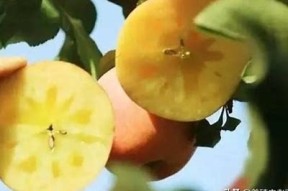 糖心APP改名揭秘：新名称及其背后的故事